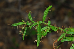 Solanum polyacanthos