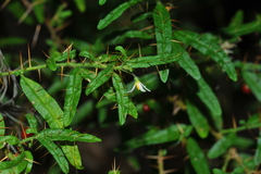 Solanum polyacanthos