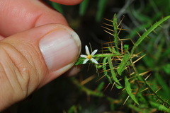 Solanum polyacanthos
