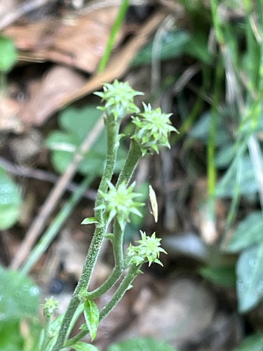 Saussurea sinuatoides iNat (1)