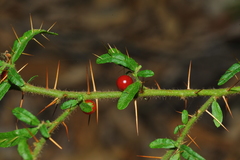 Solanum polyacanthos