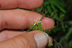 Solanum polyacanthos