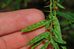 Solanum polyacanthos