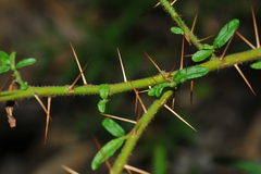 Solanum polyacanthos