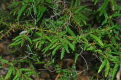 Solanum polyacanthos
