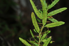 Solanum polyacanthos