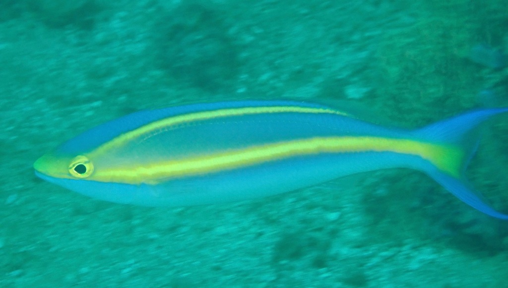 Blue Whiptail