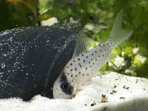 Corydoras atropersonatus photo