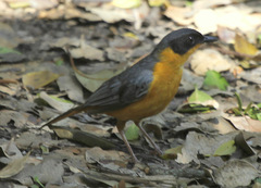 Cossypha dichroa dichroa