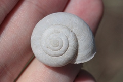 Helminthoglypta traskii