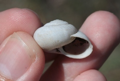 Helminthoglypta traskii