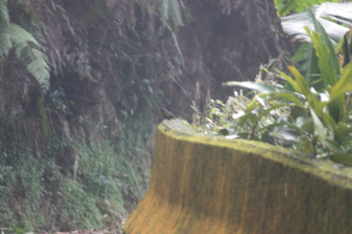 Taiwan Liocichla (Liocichla steerii), photo 4