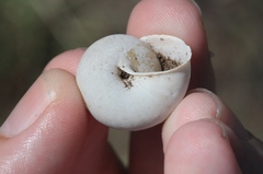 Helminthoglypta traskii