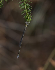 Rhadinosticta simplex