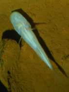 Alabama Cavefish photo 1