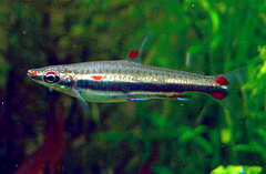 Three Stripe Pencilfish photo 2