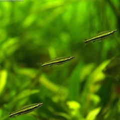 Three Stripe Pencilfish photo 3