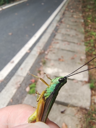 Ceracris nigricornis