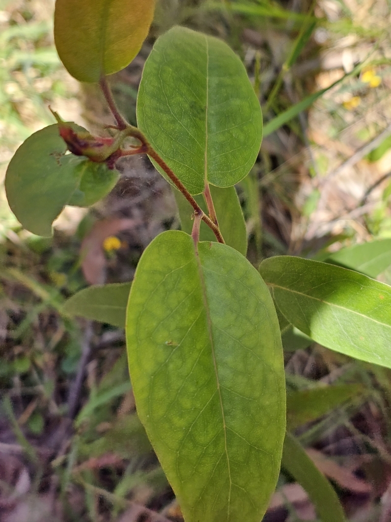 Brown-top Stringybark from Upwey VIC 3158, Australia on September 30 ...