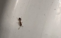 Monomorium pharaonis