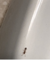 Monomorium pharaonis