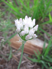Allium runyonii