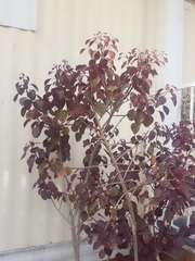 Euphorbia cotinifolia