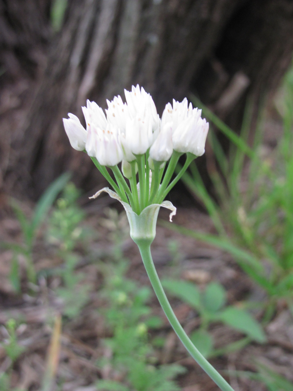 Allium runyonii
