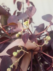 Euphorbia cotinifolia