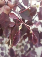 Euphorbia cotinifolia