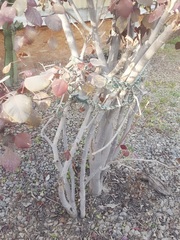 Euphorbia cotinifolia