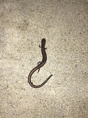 Batrachoseps major major