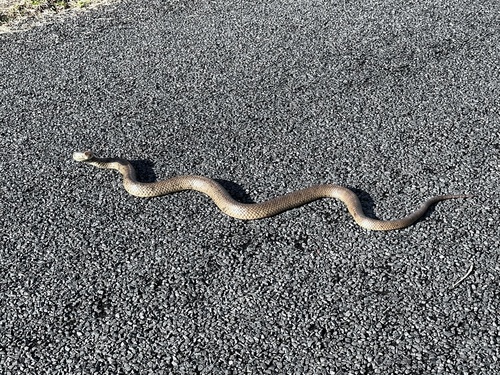 Eastern Brown Snake sighting