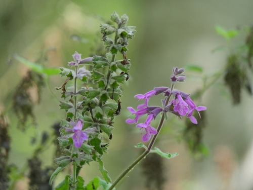 Stachys chamissonis var. chamissonis