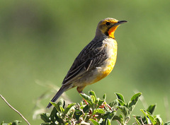 Macronyx capensis capensis