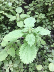 Hesperocnide tenella