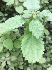 Hesperocnide tenella