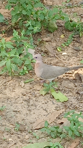 Laughing Dove