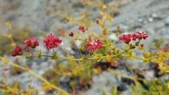 Eriogonum preclarum