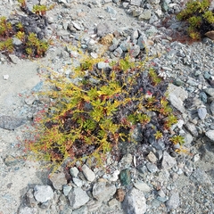 Eriogonum preclarum