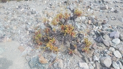 Eriogonum preclarum