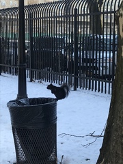 Sciurus carolinensis