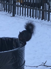 Sciurus carolinensis