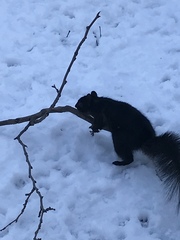 Sciurus carolinensis