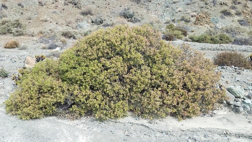 Image of Rhus lentii by (c) Alan Rockefeller, some rights reserved (CC BY)