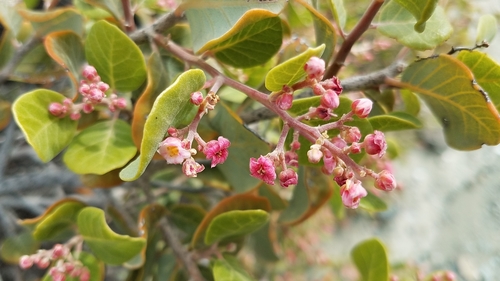 Image of Rhus lentii by (c) Alan Rockefeller, some rights reserved (CC BY)