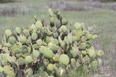 Opuntia littoralis × oricola