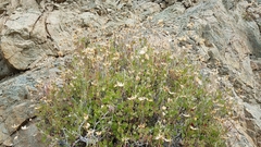 Pleurocoronis laphamioides