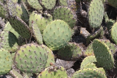 Opuntia littoralis × oricola