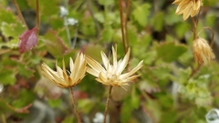 Pleurocoronis laphamioides
